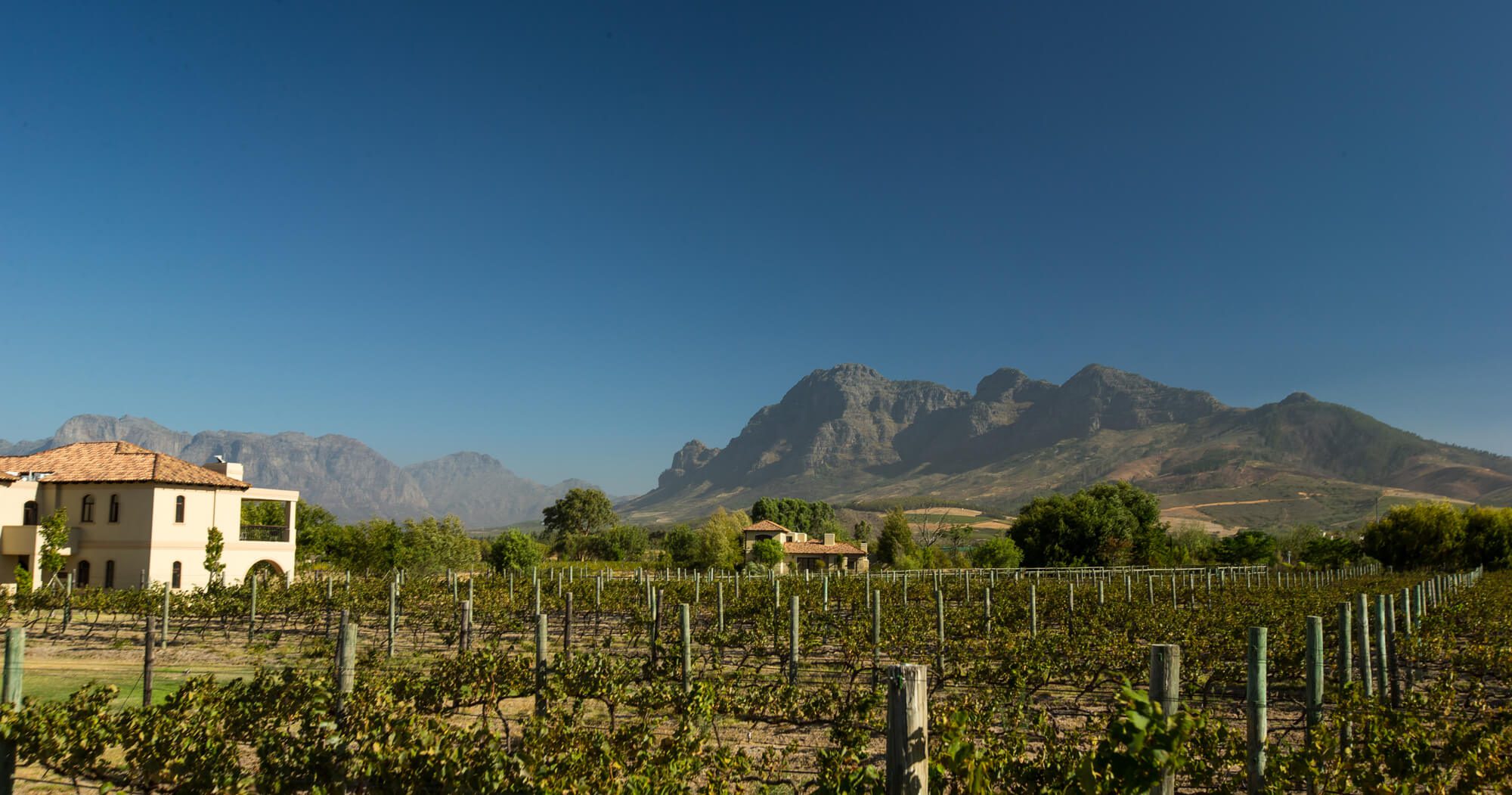 paarl la bella vita estate vines