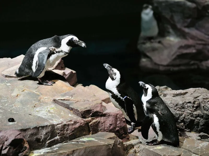 penguins