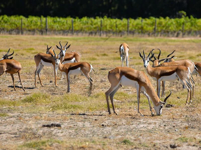 springbok